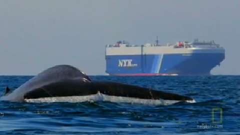 Blue Whales Swim in Busy Shipping Lanes