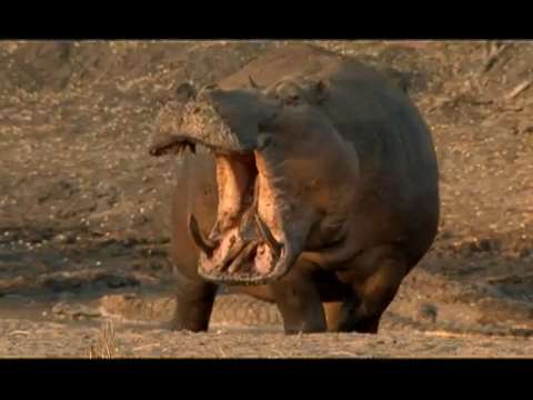 Canoer attacked by hippo