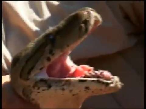 African Python Regurgitates a Duck