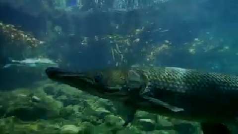 Meet The Ancient Alligator Gar Fish