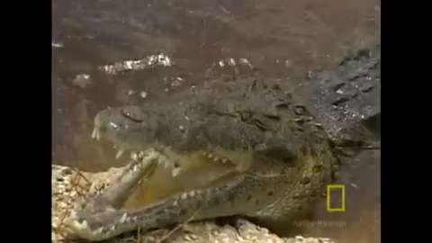 Face to face with a crocodile in Jamaica