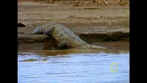 Managing crocodiles in Jamaica