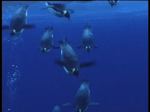 Penguins, Underwater Flyers