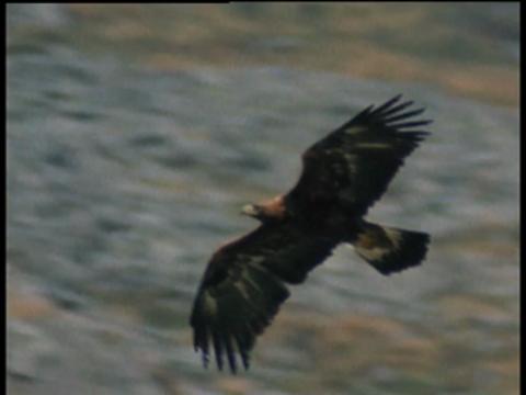 Golden Eagle, a Himalayan Hunter