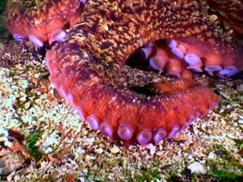 Killer Octopus