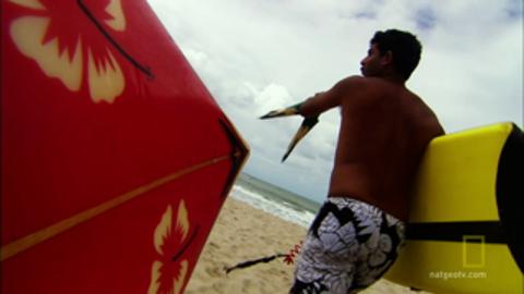 Shark Attacks Surfer in Brazil