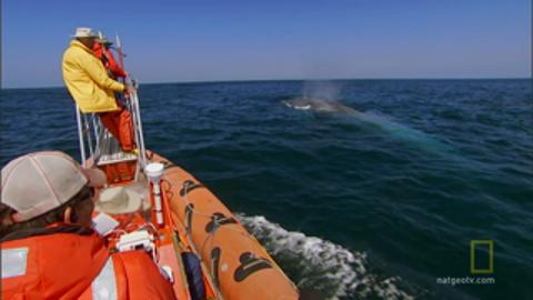 Tracking Blue Whale Migrations