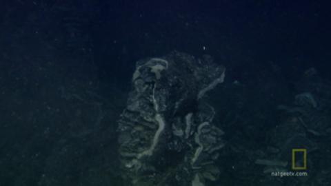 Bizzare Underwater Creatures Discovered